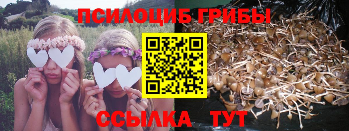 Галлюциногенные грибы Psilocybine cubensis Елизово